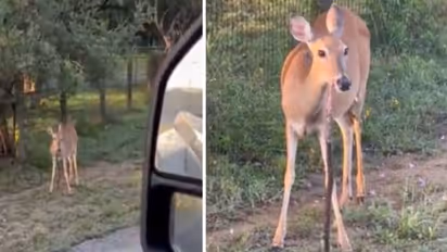 പാമ്പിനെ തിന്നുന്ന മാൻ! ഇങ്ങനെയൊക്കെ സംഭവിക്കുമോ എന്ന് സോഷ്യൽ മീഡിയ