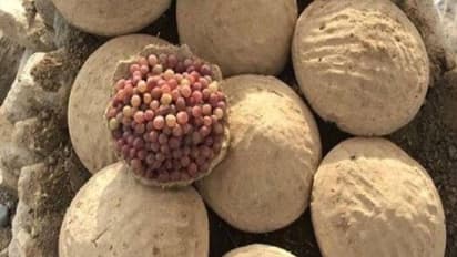 വെറുമൊരു മൺപാത്രം, ഒരു വർഷം വരെ മുന്തിരി കേടുകൂടാതെയിരിക്കും, വൈറലായി അഫ്ഗാനിൽ നിന്നുള്ള വീഡിയോ