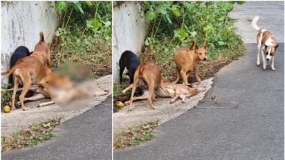 പട്ടാപ്പകൽ പുള്ളിമാൻ കുട്ടിയെ ഓടിച്ചിട്ട് കൊലപ്പെടുത്തി തെരുവ് നായക്കൂട്ടം, ദാരുണം ഈ കാഴ്ച...