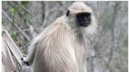 തിരുവനന്തപുരം മൃഗശാലയിൽ ഹനുമാൻ കുരങ്ങ് പുറത്ത് ചാടി, അക്രമ സ്വഭാവമുള്ളത്, ജാഗ്രതാ നിർദ്ദേശം