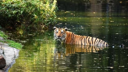 తెలంగాణ హరితోత్సవం: ఈ నెల 19న జూపార్క్ సహా రాష్ట్రంలోని అన్ని పార్కులకు ఉచిత ప్రవేశం