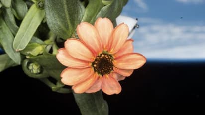 ഇതാ ബഹിരാകാശത്ത് വിരിഞ്ഞ പൂവ്; ഫോട്ടോ പങ്കിട്ട് നാസ...