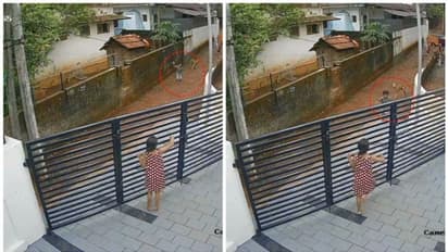 തെരുവ് നായ്ക്കൾ പുറകെ, എൽകെജി വിദ്യാർത്ഥി ഓടി രക്ഷപ്പെട്ടത് തലനാരിഴയ്ക്ക്, കണ്ണൂരിലെ വീഡിയോ പുറത്ത്