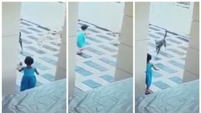 കുരച്ച് പാഞ്ഞടുത്ത് തെരുവുനായക്കൂട്ടം; മുറ്റത്ത് കളിച്ചിരുന്ന മൂന്നര വയസുകാരി രക്ഷപ്പെട്ടത് തലനാരിഴയ്ക്ക്