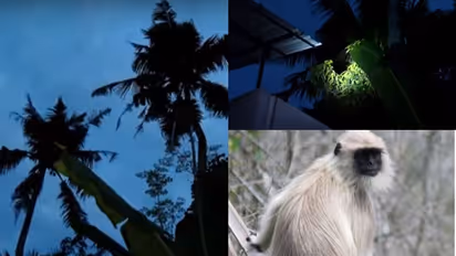 ಮೃಗಾಲಯದ ಬೋನ್‌ನಿಂದ ಎಸ್ಕೇಪ್‌ ಆದ ಹನುಮಾನ್‌ ಕೋತಿ: ಝೂ ಒಳಗಿಂದ್ಲೇ ಅಧಿಕಾರಿಗಳಿಗೆ ಚಳ್ಳೆಹಣ್ಣು ತಿನ್ನಿಸಿದ ಮಂಕಿ! 