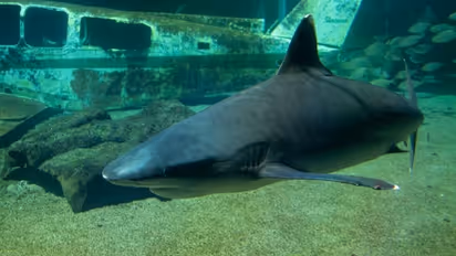 Tiger shark that killed Russian tourist in Egypt to be mummified; check details