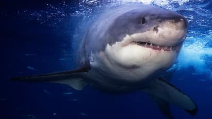 യുവാവിനെ ജീവനോടെ ഭക്ഷിച്ച സ്രാവിന്‍റെ ശരീരം വിശദപരിശോധനയ്ക്ക്; ശേഷം മ്യൂസിയത്തിലേക്ക്...