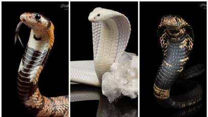 സ്റ്റുഡിയോയില്‍ ഫോട്ടോയ്ക്ക് പോസ് ചെയ്യുന്ന മൂര്‍ഖന്‍റെ വീഡിയോ; അവിശ്വസനീയമെന്ന് നെറ്റിസണ്‍സ് 