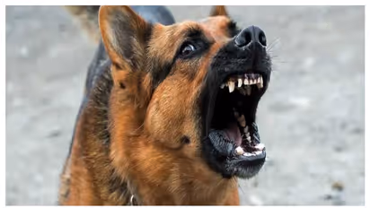 ചാലിശ്ശേരിയിൽ തെരുവുനായ ആക്രമണം രൂക്ഷം; ഇന്ന് മൂന്നുപേർക്ക് കടിയേറ്റു