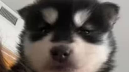 വാങ്ങിയത് നായയെ, വീട്ടിലെത്തിയപ്പോൾ ചെന്നായ!