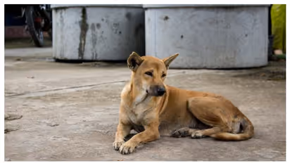 പ്രതിഷേധം കനത്തു; കണ്ണൂരിൽ തെരുവുനായ വന്ധ്യംകരണത്തിന് 7 കേന്ദ്രങ്ങൾ കൂടിയെന്ന് ജില്ലാ പഞ്ചായത്ത്