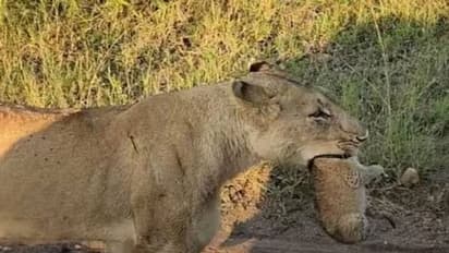 Viral video: പിഞ്ചുകുഞ്ഞിനെയും കടിച്ചുപിടിച്ച് നടുറോഡിൽ സിംഹം, വൈറലായി വീഡിയോ