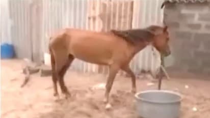 Cyclone Biparjoy: ಸಾಕಿದ ಪ್ರಾಣಿಗಳಿಗೆ ಆಹಾರ ನೀಡಲು ಪ್ರಾಣ ಲೆಕ್ಕಿಸದೇ ಮತ್ತೆ ಮನೆಯತ್ತ ಬಂದ ಜನ 