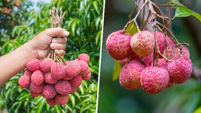 Lychee seeds health benefits: Know their nutrition, risks and more