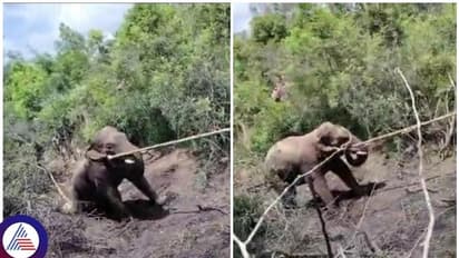 ನಾಲ್ಕು ಆನೆಗಳು ಜಗ್ಗಿದರೂ ಬಗ್ಗುತ್ತಿಲ್ಲ, ರೈತರಿಗೆ ಕಿರುಕುಳ ಕೊಡ್ತಿದ್ದ ಪುಂಡಾನೆ