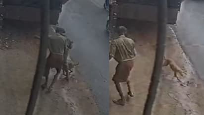 വല്ലച്ചിറയിൽ പത്ത് പേരെ കടിച്ച തെരുവുനായ വണ്ടിയിടിച്ചു ചത്തു; പോസ്റ്റ്മോർട്ടത്തിൽ പേവിഷബാധ സ്ഥിരീകരിച്ചു!