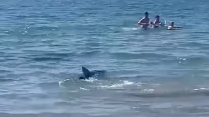 Days after horror attack in Egypt, now shark stirs panic on Alicante beach in Spain - WATCH