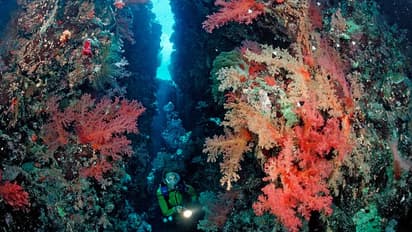 ആഗോള താപനവും കാര്ബണ് ബഹിര്ഗമനവും നിയന്ത്രിക്കാന് വനങ്ങളെ പോലെ കടലും പ്രധാനം