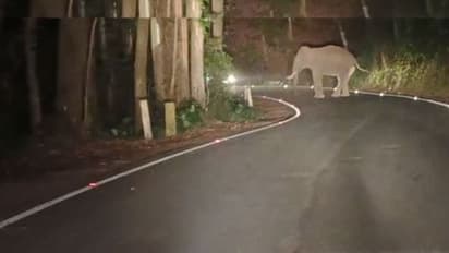 പകൽ പുൽമേട്ടിൽ കറക്കം, രാത്രിയില് റോഡില് പരാക്രമം; മുറിവാലനിൽ നിന്ന് യാത്രക്കാർ രക്ഷപ്പെട്ടത് തലനാരിഴയ്ക്ക്