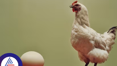 ಕೋಳಿ ಮೊದಲಾ, ಮೊಟ್ಟೆ ಮೊದಲಾ; ಹಲವು ದಶಕಗಳ ಪ್ರಶ್ನೆಗೆ ಕೊನೆಗೂ ಸಿಕ್ತು ಉತ್ತರ