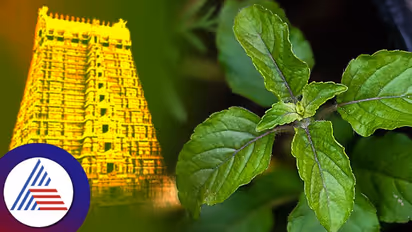  ಈ ಪವಿತ್ರ ಎಲೆಗಳೊಂದಿಗೆ ದೇವ-ದೇವತೆಗಳಿಗಿದೆ ಸಂಬಂಧ!