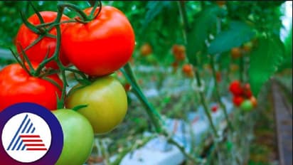 ಚಿಕ್ಕಬಳ್ಳಾಪುರ: ಟೊಮೆಟೋಗೆ ಬಿಳಿ ನೊಣ ಕಾಟ, ಒಣಗುತ್ತಿರುವ ತೋಟ!