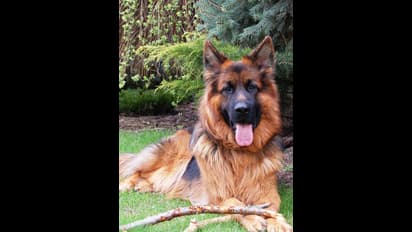 ನಾಪತ್ತೆಯಾಗಿರುವ ಕಮಿಷನರ್ ನಾಯಿಗೆ ಪೊಲೀಸರ ಕಾರ್ಯಾಚರಣೆ, 36 ಗಂಟೆಯಲ್ಲಿ 500 ಮನೆ ಹುಡುಕಾಟ!