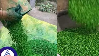 ಹಸಿರು ಬಟಾಣಿ ಇಷ್ಟಾನ? ಕಲರ್ ಮಿಕ್ಸ್ ಮಾಡೋ ರೀತಿ ನೋಡಿದ್ರೆ ಇನ್ಯಾವತ್ತೂ ತಿನ್ನಲ್ಲ!