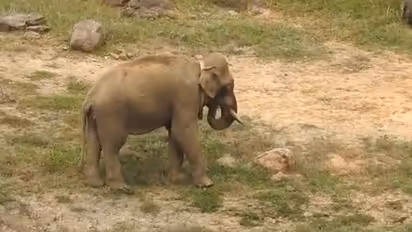 ரேடார் இணைப்பு துண்டிப்பு; அரி கொம்பன் யானையை வலை வீசி தேடும் வனத்துறை அதிகாரிகள் - பீதியில் கிராம மக்கள்