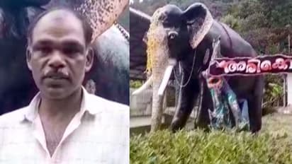 ഇഞ്ചികൃഷി പതിവായി നശിപ്പിച്ചിരുന്ന അരിക്കൊമ്പന് ഇടുക്കിയില്‍ സ്മാരകം, ബാബു ചേട്ടന്‍ വേറെ ലെവലാണ്...