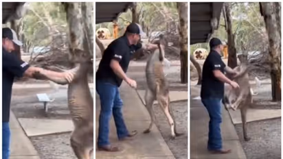 മൃഗശാല സന്ദര്ശിക്കാനെത്തിയ ആളുമായി കങ്കാരുവിന്റെ ഗുസ്തി, കഴുത്തിന് പിടിച്ച് തള്ളി സഞ്ചാരി; വൈറല് വീഡിയോ