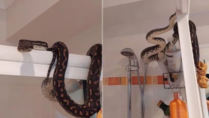 ശുചിമുറിയിൽ കണ്ടത് കൂറ്റൻ പെരുമ്പാമ്പിനെ; അമ്പരപ്പിക്കുന്ന വീഡിയോ