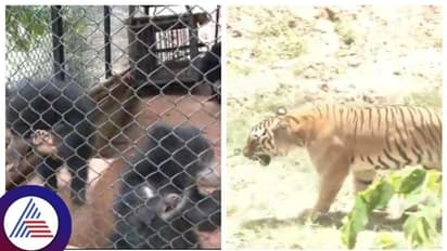 ಕೋಟೆನಾಡಿನ  ಆಡುಮಲ್ಲೇಶ್ವರ ಝೂ ನಲ್ಲಿ ಕರಡಿ ಮರಿ, ಬೆಂಗಾಲ್ ಟೈಗರ್ಸ್ ನೋಡಲು ಪ್ರವಾಸಿಗರ ದಂಡು