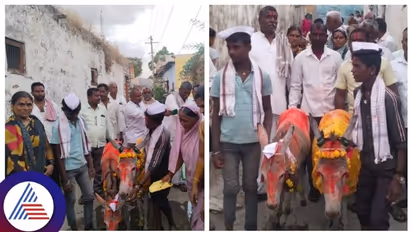 Bagalkote: ಬಾರದ ಮಳೆಗಾಗಿ ಪ್ರಾರ್ಥಿಸಿ ಕತ್ತೆಗಳ ಮದುವೆ, ಊರ ತುಂಬ ಮೆರವಣಿಗೆ ಭರ್ಜರಿ ಊಟ!