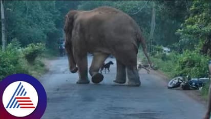 Wildlife: ಕುಶಾಲನಗರ ಅರಣ್ಯ ಸಿಬ್ಬಂದಿ ಮೇಲೆ ಕಾಡಾನೆ ದಾಳಿ: ಪಾರು