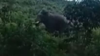 പാലക്കാട് ജില്ലയിലെ ജനവാസ മേഖലയിൽ ഒറ്റക്കൊമ്പനിറങ്ങി, പെട്ടിക്കൽ കൊമ്പനെ കാടുകയറ്റി ജനം