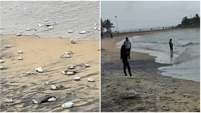 കോവളത്ത് കടൽ മാക്രികൾ കൂട്ടത്തോടെ ചത്ത് കരയ്ക്കടിഞ്ഞു