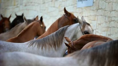 சென்னை மெரீனா கடற்கரை குதிரைகளுக்கு லைசென்ஸ்: தமிழ்நாடு கால்நடை நலவாரியம்