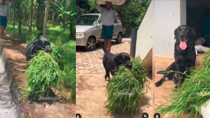 ಮಾಲೀಕನೊಂದಿಗೆ ತಾನೂ ಹಸುವಿಗೆ ಹುಲ್ಲು ಹೊತ್ತು ತರುವ ಮುದ್ದು ಶ್ವಾನ: ವೀಡಿಯೋ ವೈರಲ್