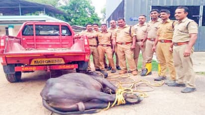 കശാപ്പു ചെയ്യാന്‍ നിര്‍ത്തിയിരുന്ന പോത്ത് വിരണ്ടോടി; വനിതാ ഡോക്ടര്‍ക്ക് പരുക്ക്