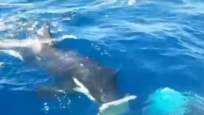 Viral video : ബോട്ടിനെ വിടാതെ പിന്തുടർന്ന് കൊലയാളിത്തിമിംഗലം, പിന്നെ സംഭവിച്ചത്