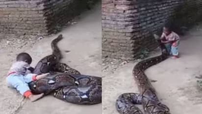 പെരുമ്പാമ്പിനൊപ്പം കളിച്ച് കുട്ടി, അടുത്ത ഭക്ഷണം ആ കുഞ്ഞായിരിക്കുമോ എന്ന് സോഷ്യൽ മീഡിയ, വീണ്ടും വൈറലായി വീഡിയോ