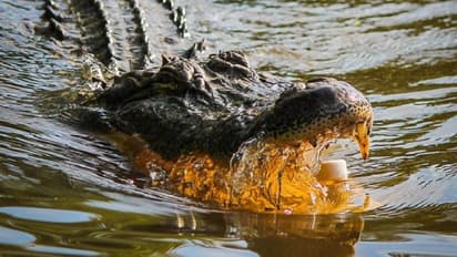 MP shocker: Woman, lover murdered; bodies thrown into crocodile-infested Chambal river