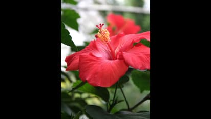 செம்பருத்தி பூ பரிகாரம்: நிதி நெருக்கடி தீர; மன நிம்மதி கிடைக்க இந்த டிப்ஸ் ஃபாலோ பண்ணுங்க!!