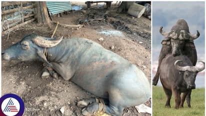 ಎಮ್ಮೆ ಜೊತೆ ಸೇರಲು ಬಿಡ್ತಿಲ್ಲವೆಂದು, ಮಾಲೀಕನನ್ನೇ ತಿವಿದು ಕೊಂದ ಕೋಣ