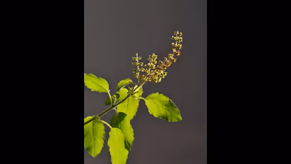 துளசிக்கு அருகில் இந்த 5 பொருட்களை ஒருபோதும் வைக்காதீங்க..அது பாவம்..வீட்டில் வறுமை சூழும்..!!