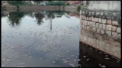 உலக பிரசித்தி பெற்ற உத்திரகோச மங்கை ஆலய குளத்தில் மீன்கள் செத்து மிதப்பதால் பொதுமக்கள் அச்சம்