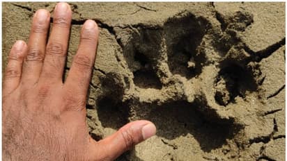 മലപ്പുറം മമ്പാട് ജനങ്ങളെ ഭീതിയിലാഴ്ത്തി 'കാൽപ്പാടുകൾ', വനം വകുപ്പ് ഉദ്യോഗസ്ഥരെത്തി പരിശോധന, തെളിഞ്ഞത് 'കടുവ'