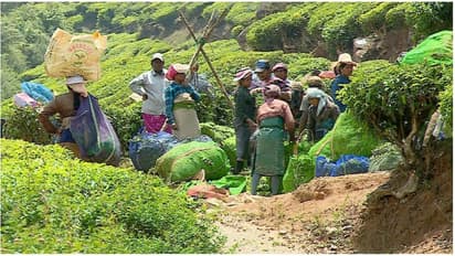 തോട്ടം തൊഴിലാളികൾക്ക് ആശ്വാസം; ഗ്രാറ്റുവിറ്റി ഒരാഴ്ചയ്ക്കുള്ളിൽ നൽകി തുടങ്ങും