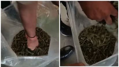 വടകരയില് ട്രെയിനില് ഉപേക്ഷിച്ച 5 കിലോ കഞ്ചാവ് പിടികൂടി, ഒളിപ്പിച്ചിരുന്നത് ബാഗിനുള്ളിലെ തുണികൾക്കിടയിൽ